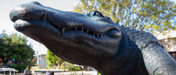 Gator statue on campus.