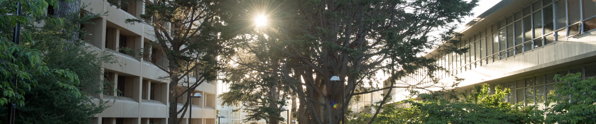 SF State campus with sunlight shining through trees